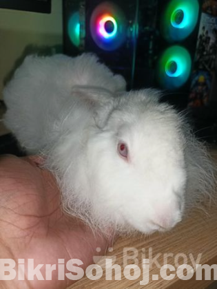 Fluffy Belgian Rabbit